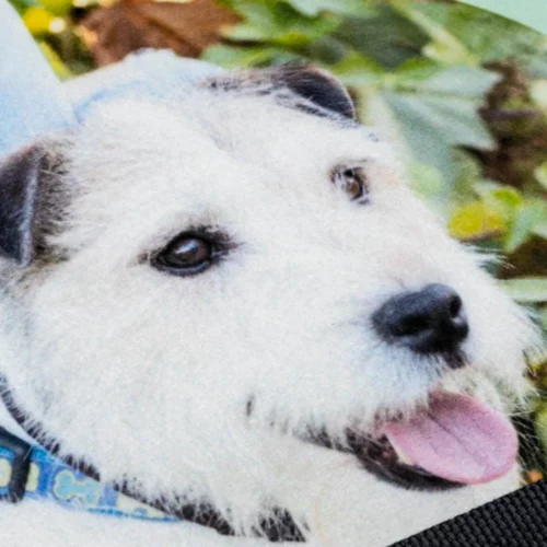 Alfombra personalizada para comedero de perro y gato